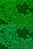 Cell Biology Antibodies 12 Anti-CEP57L1 Antibody CAB8290