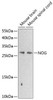 Cell Biology Antibodies 12 Anti-Noggin Antibody CAB8305