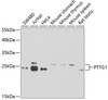 Cell Cycle Antibodies 2 Anti-Securin Antibody CAB8307