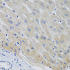 Cell Cycle Antibodies 2 Anti-Securin Antibody CAB8307
