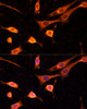 Cell Death Antibodies 2 Anti-BFAR Antibody CAB8308