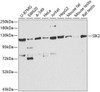 Cell Biology Antibodies 12 Anti-SIK2 Antibody CAB8321
