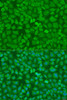 Cell Biology Antibodies 12 Anti-TRH Antibody CAB8322