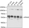 Immunology Antibodies 3 Anti-KPNA3 Antibody CAB8347