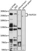 Immunology Antibodies 3 Anti-NUP214 Antibody CAB8357