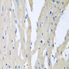 Cell Biology Antibodies 12 Anti-PITRM1 Antibody CAB8362