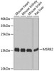 Cell Biology Antibodies 12 Anti-MSRB2 Antibody CAB8364