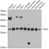 Cell Biology Antibodies 12 Anti-PGLS Antibody CAB8366