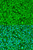 Cell Biology Antibodies 12 Anti-TUBB8 Antibody CAB8396