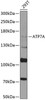 Cell Biology Antibodies 12 Anti-ATP7A Antibody CAB8399