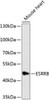 Epigenetics and Nuclear Signaling Antibodies 4 Anti-ESRRB Antibody CAB8416
