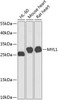 Cell Biology Antibodies 12 Anti-MYL1 Antibody CAB8438