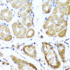 Cell Biology Antibodies 12 Anti-PER1 Antibody CAB8449