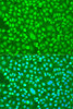 Cell Biology Antibodies 12 Anti-PER1 Antibody CAB8449