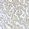 Cell Biology Antibodies 12 Anti-InaD-like protein Antibody CAB8476