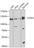 Cell Biology Antibodies 12 Anti-Synaptopodin Antibody CAB8484