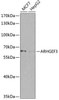 Cell Biology Antibodies 12 Anti-ARHGEF3 Antibody CAB8490