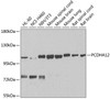 Cell Biology Antibodies 12 Anti-PCDHA12 Antibody CAB8501