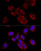 Epigenetics and Nuclear Signaling Antibodies 4 Anti-TEFM Antibody CAB8511