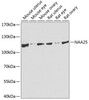 Cell Biology Antibodies 12 Anti-NAA25 Antibody CAB8516