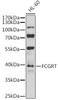 Cell Biology Antibodies 12 Anti-FCGRT Antibody CAB8544