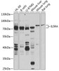 Cell Biology Antibodies 12 Anti-IL5RA Antibody CAB8552