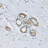 Cell Cycle Antibodies 2 Anti-BCCIP Antibody CAB8586