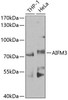 Cell Death Antibodies 2 Anti-AIFM3 Antibody CAB8597