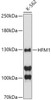 Cell Biology Antibodies 12 Anti-HFM1 Antibody CAB8600