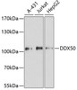 Epigenetics and Nuclear Signaling Antibodies 4 Anti-DDX50 Antibody CAB8628