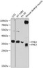 Epigenetics and Nuclear Signaling Antibodies 4 Anti-FHL3 Antibody CAB8679