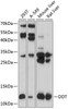 Metabolism Antibodies 3 Anti-DDT Antibody CAB8816