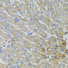 Cell Biology Antibodies 12 Anti-MARVELD2 Antibody CAB8909