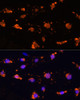 Cell Biology Antibodies 12 Anti-SIRPA Antibody CAB9001