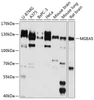 Immunology Antibodies 3 Anti-Protein O-GlcNAcase Antibody CAB9033