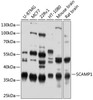 Cell Biology Antibodies 12 Anti-SCAMP1 Antibody CAB9092