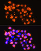 Cell Cycle Antibodies 2 Anti-EPB41L2 Antibody CAB9101