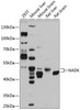 Cell Biology Antibodies 12 Anti-NAD kinase Antibody CAB9111