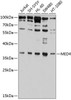 Epigenetics and Nuclear Signaling Antibodies 4 Anti-MED4 Antibody CAB9150