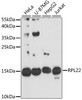 Cell Biology Antibodies 12 Anti-RPL22 Antibody CAB9202