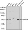 Cell Biology Antibodies 12 Anti-METTL4 Antibody CAB9294