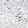 Cell Biology Antibodies 12 Anti-Coronin-1A Antibody CAB9300