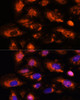 Immunology Antibodies 3 Anti-OAS3 Antibody CAB9481