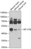 Cell Biology Antibodies 12 Anti-MT-CYB Antibody CAB9762