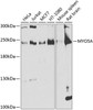 Cell Biology Antibodies 12 Anti-MYO5A Antibody CAB9830