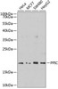 Cell Biology Antibodies 12 Anti-PPIC Antibody CAB9837