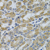 Cell Biology Antibodies 12 Anti-PTK7 Antibody CAB9839