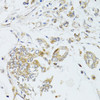 Cell Cycle Antibodies 2 Anti-MAD2L2 Antibody CAB9861