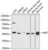 ChIP Antibodies Anti-AMT Antibody CAB9926