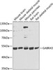 Signal Transduction Antibodies 3 Anti-GABRA5 Antibody CAB9932